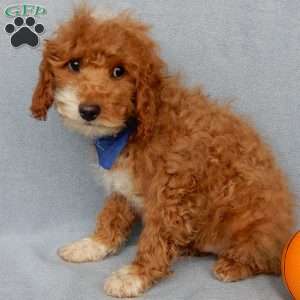 Champ, Cavapoo Puppy